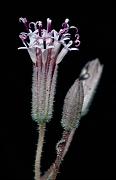 Spanish Needles, Palafoxia arida 0180